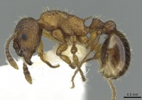 Myrmica anatolica casent0913059 p 1 high.jpg