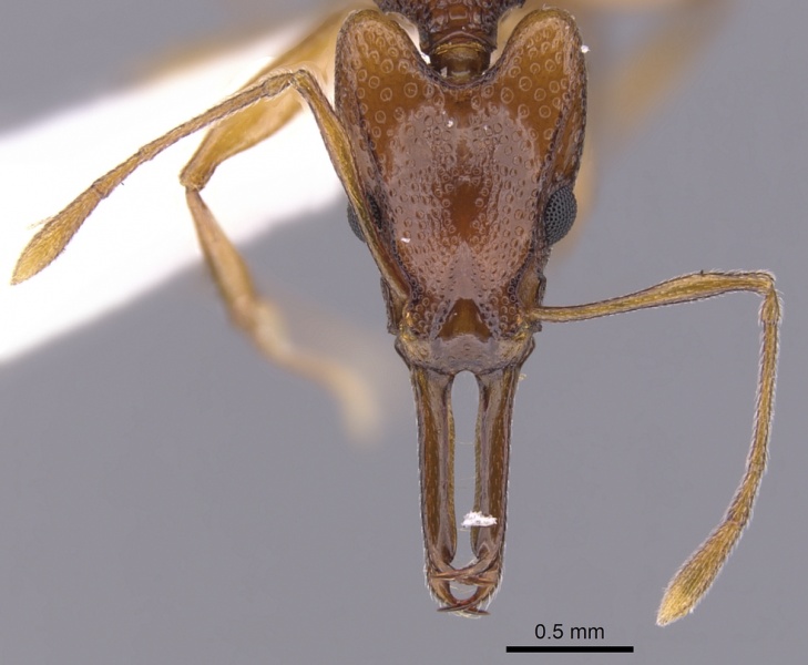 File:Orectognathus darlingtoni casent0900012 h 1 high.jpg