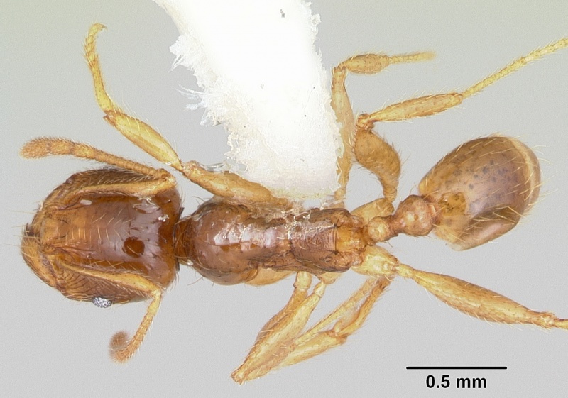 File:Pheidole absurda casent0103138 dorsal 1.jpg