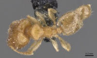 Pheidole minuscula casent0913736 d 1 high.jpg