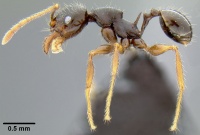 Pheidole simplispinosa casent0171022 p 1 high.jpg