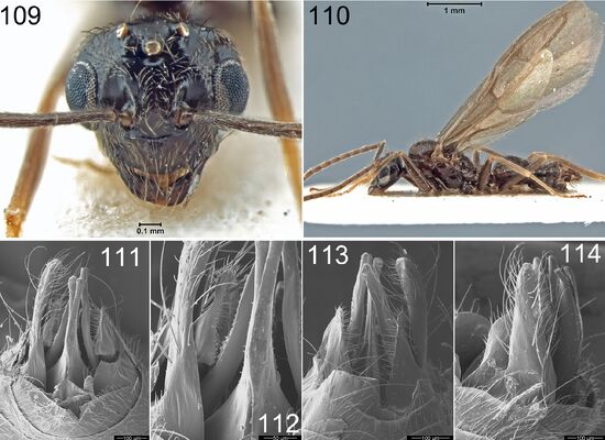 Prenolepis nitens 109-114.jpg