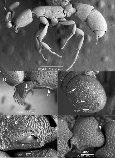 File:Probolomyrmex petiolatus F26.jpg