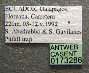 Tetramorium caldarium casent0173286 label 1.jpg