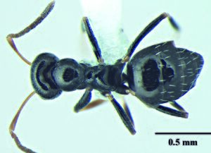 Wachkoo, A.A., Bharti, H. et al. 2021. Taxonomic review of the ant genus Lepisiota from India (10.20363@BZB-2021.70.2.227), Fig. 3.jpg
