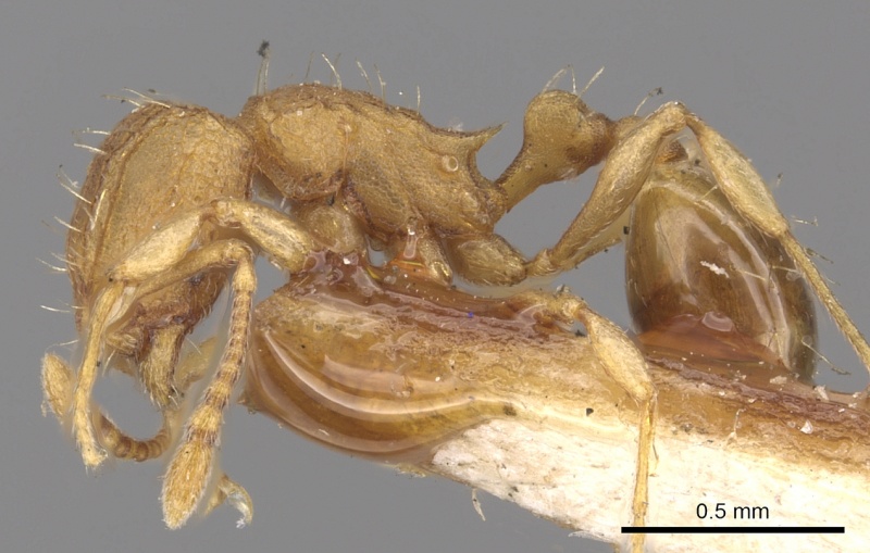 File:Wasmannia sigmoidea casent0901665 p 1 high.jpg