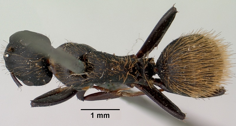 File:Camponotus darwinii casent0101391 dorsal 1.jpg