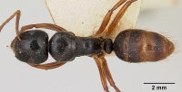Camponotus heteroclitus casent0101526 dorsal 1.jpg