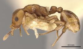 Colobostruma australis P casent0900010.jpg