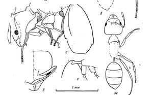 Dlussky-1988aSakhalin-amber-4.jpgAneuretellus-deformis1.jpg