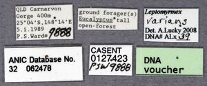 Leptomyrmex varians ANIC32-062478 labels-Antwiki.jpg