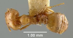 MCZ-ENT00020746 Pheidole flavens-had.jpg