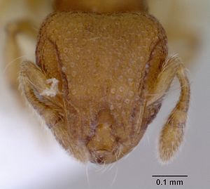 Mayriella abstinens casent0172349 head 1.jpg