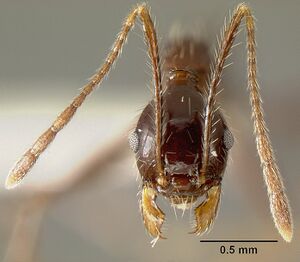 Pheidole ajax inbiocri001280418 head 1.jpg