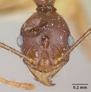 Pheidole bessonii casent0101838 head 1.jpg