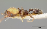 Pheidole punctatissima casent0601256 profile 1.jpg