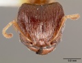 Pheidole teneriffana casent0005777 head 1.jpg