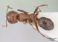 Rossomyrmex proformicarum casent0178514 dorsal 1.jpg