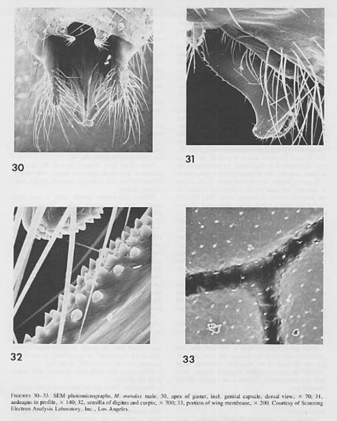 File:Snelling 1976 Myrmecocystus fig 30-33.jpg