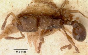 Tetramorium schaufussii casent0101697 dorsal 1.jpg