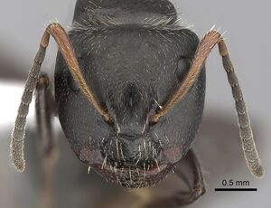 Camponotus abscisus casent0280100 h 1 high.jpg