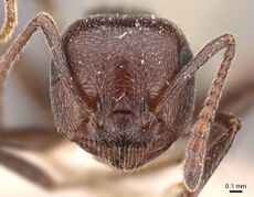 Crematogaster striaticeps C.jpg