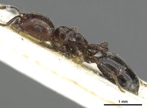 Crematogaster wellmani casent0902058 p 1 high.jpg