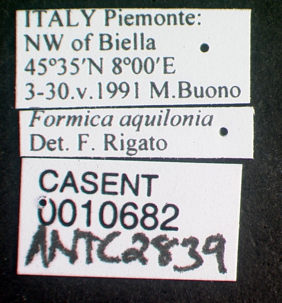 File:Formica aquilonia casent0010682 label 1.jpg