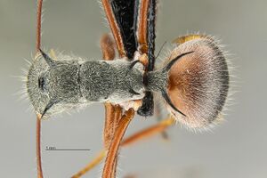 MCZ Polyrhachis bicolor had2.jpg