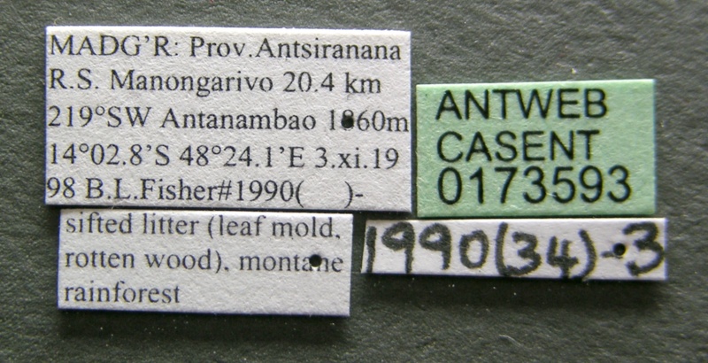 File:Monomorium bifidoclypeatum casent0173593 label 1.jpg