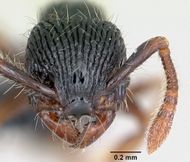 Myrmecina striata casent0070295 head 1.jpg