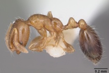 Solenopsis picta casent0104509 profile 1.jpg