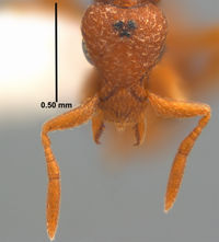 Strumigenys Subnuda Antwiki