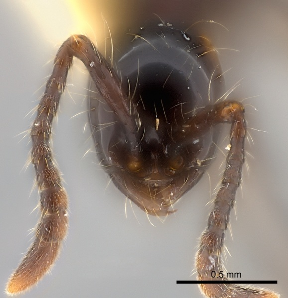 File:Aenictus gracilis casent0217376 h 1 high.jpg