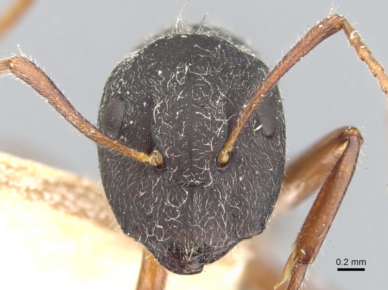 File:Camponotus capperi casent0903613 h 1 high.jpg