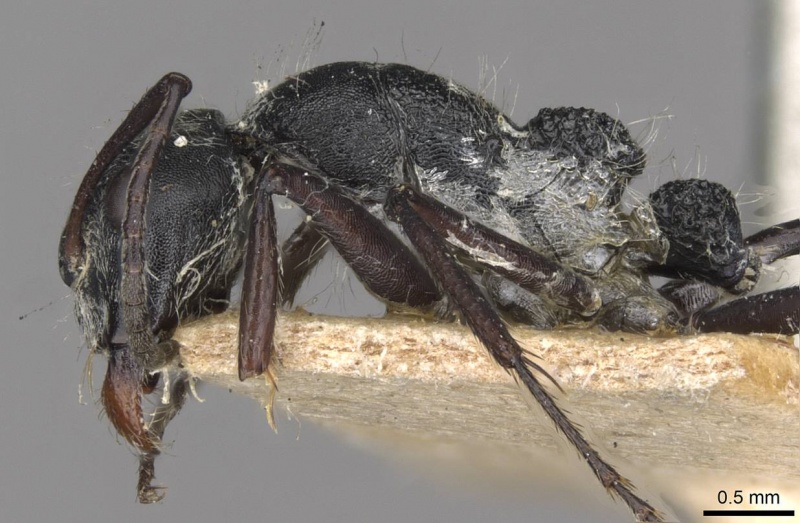 File:Camponotus cubangensis casent0910446 p 1 high.jpg