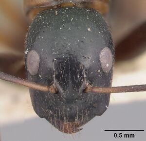 Camponotus dromedarius casent0101531 head 1.jpg