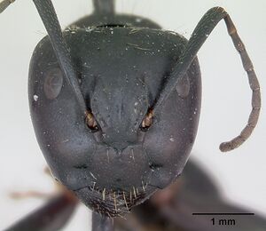 Camponotus vagus casent0103335 head 1.jpg