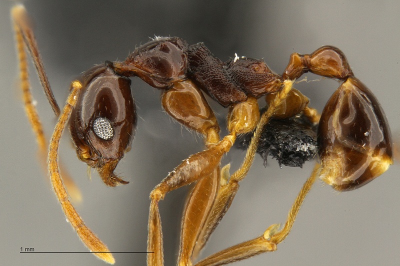 File:MCZ Pheidole minor cf nodifera-hal4.jpg