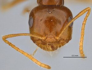 Melophorus inconspicuus anic32-006700-1 h 1 high.jpg