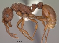 Myrmica striolagaster casent0102857 profile 1.jpg