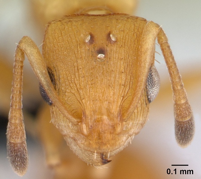 File:Nesomyrmex angulatus casent0147246 head 1.jpg