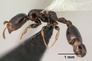 Nesomyrmex brevicornis casent0143936 p 1 high.jpg