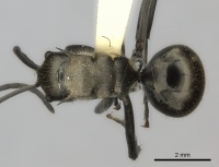 Polyrhachis salomo casent0217798 d 1 high.jpg