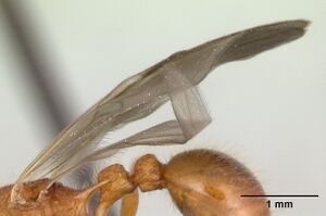 Tetramorium kelleri casent0134890 profile 2.jpg