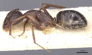 Camponotus alii casent0911897 p 1 high.jpg