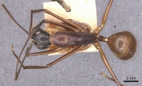 Camponotus caesar casent0905187 d 1 high.jpg