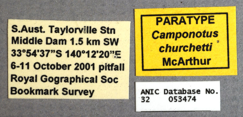 File:Camponotus churchetti paratype ANIC32-053474 labels.jpg