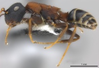 Camponotus fijianus casent0177590 p 1 high.jpg