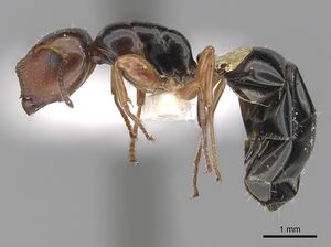 Camponotus rufifrons casent0280244 p 1 high.jpg
